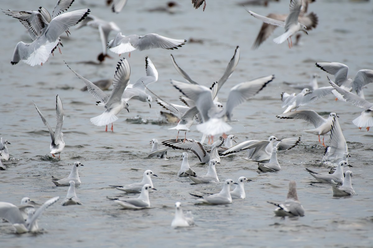 Bonaparte's Gull - ML645422732