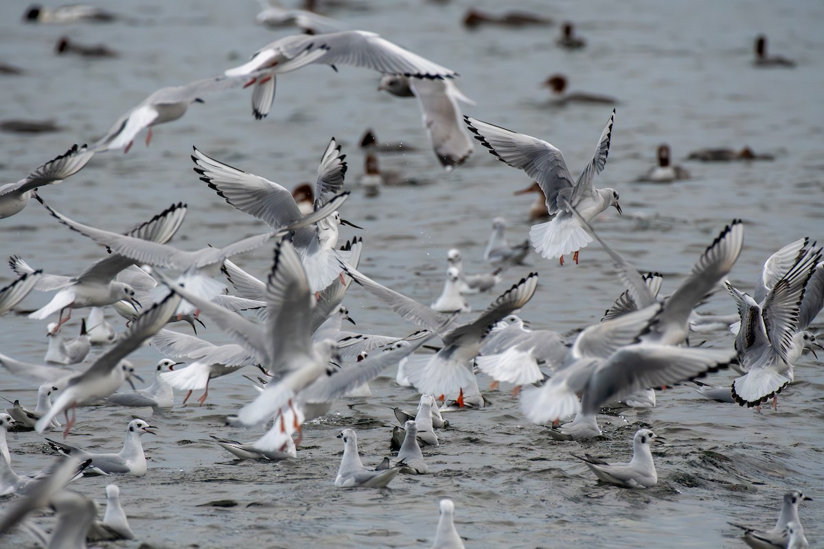 Bonaparte's Gull - ML645422733