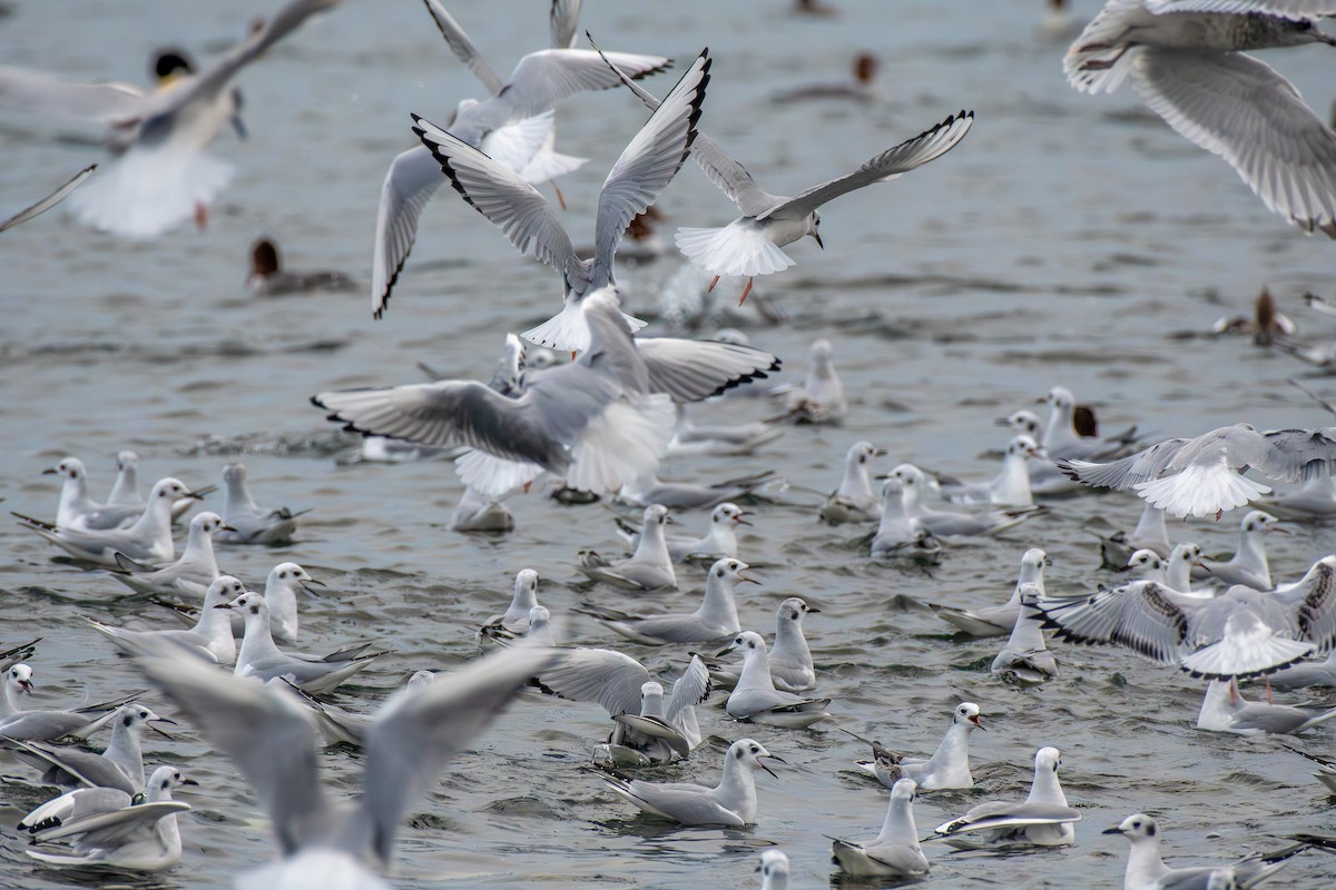Bonaparte's Gull - ML645422734