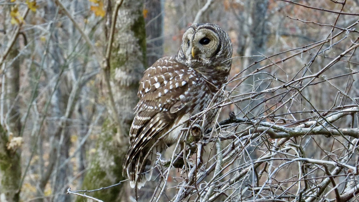 Barred Owl - ML645422736