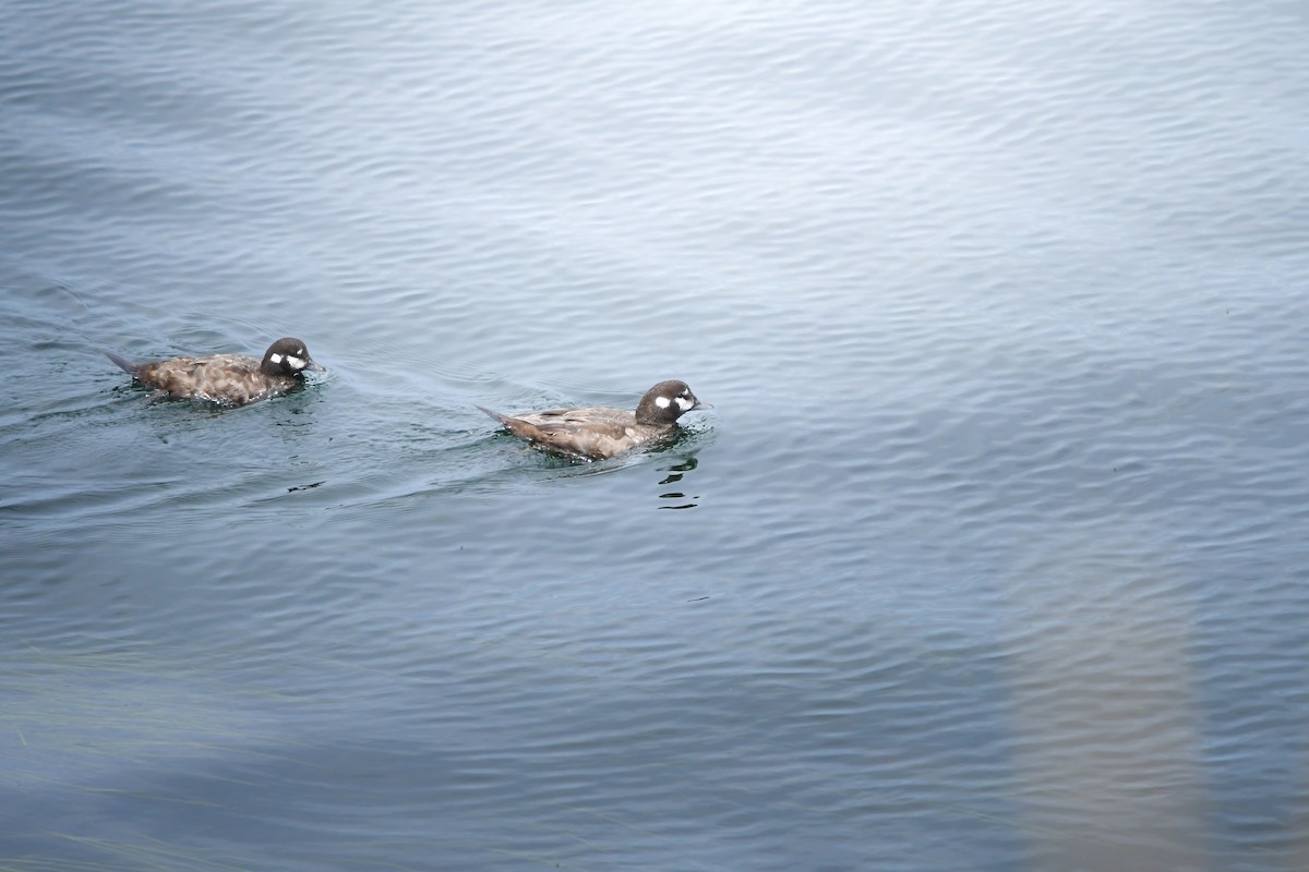 Harlequin Duck - ML645422737