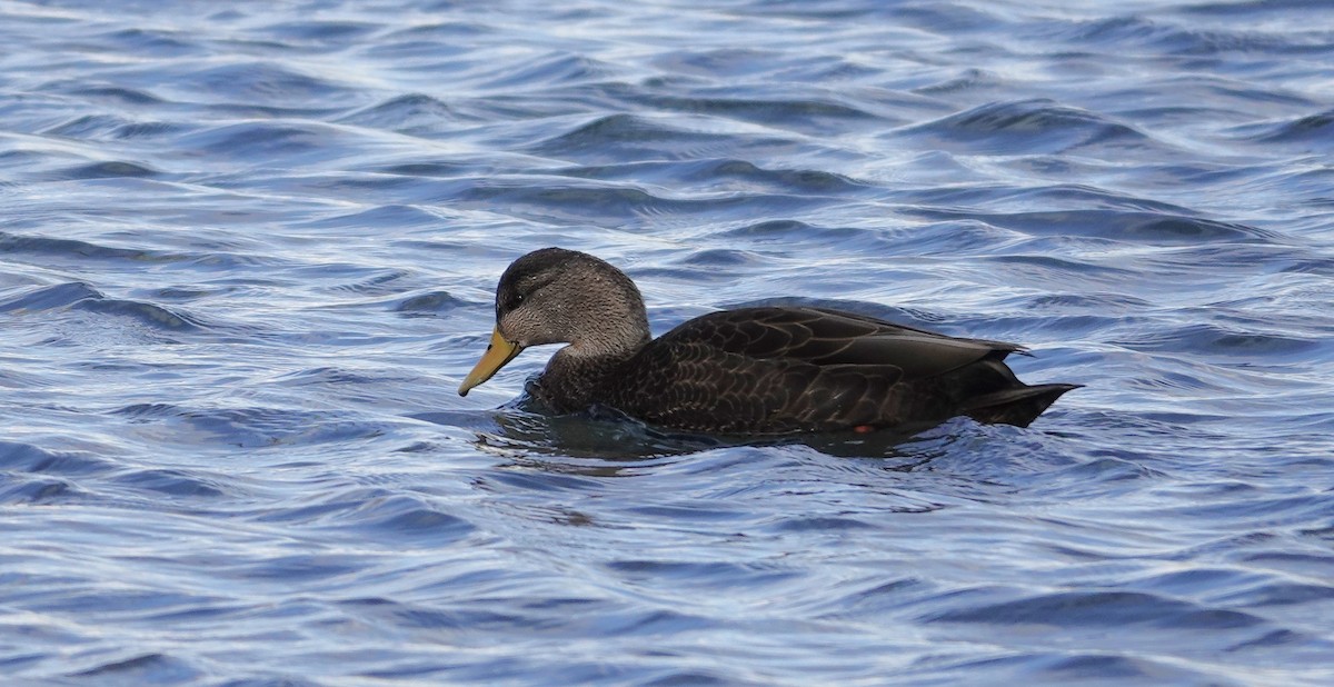 kachna tmavá - ML645422739