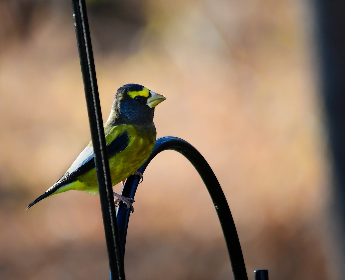 Evening Grosbeak - ML645422740