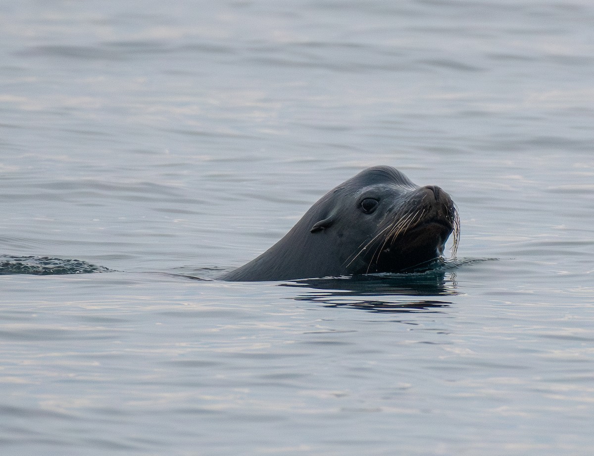 California Sea Lion - ML645422747