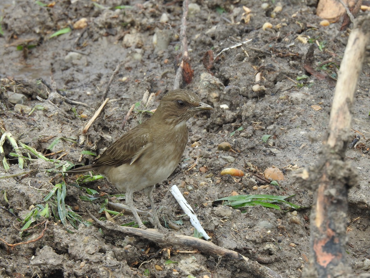 Zorzal Piquinegro - ML645422749