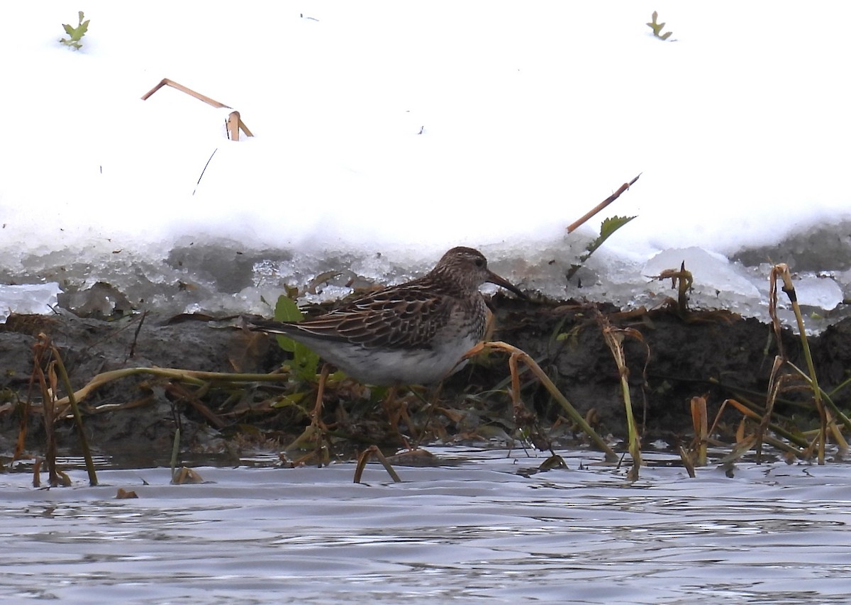 Побережник арктичний - ML645422751