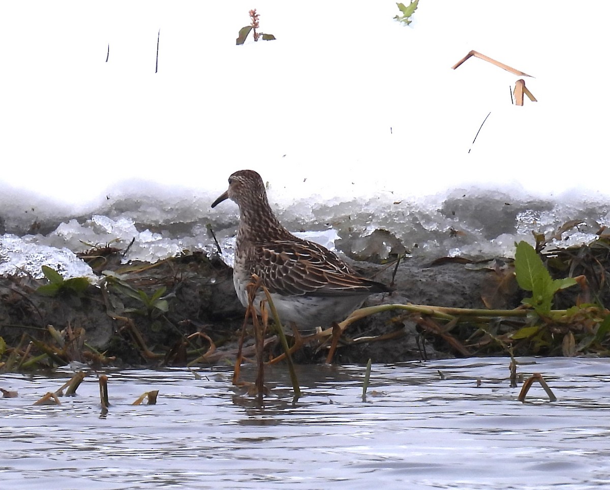 Побережник арктичний - ML645422753