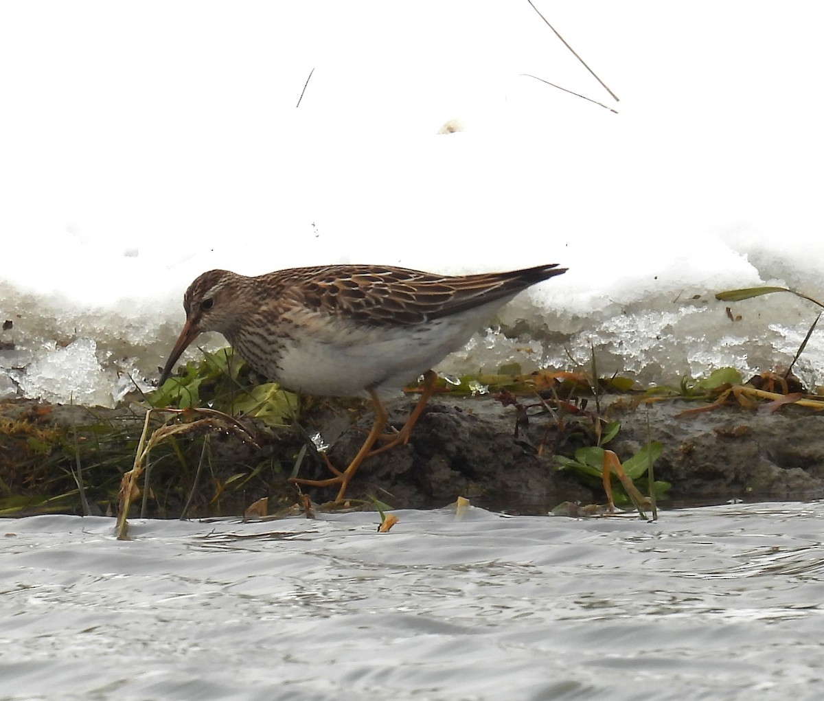 Побережник арктичний - ML645422756