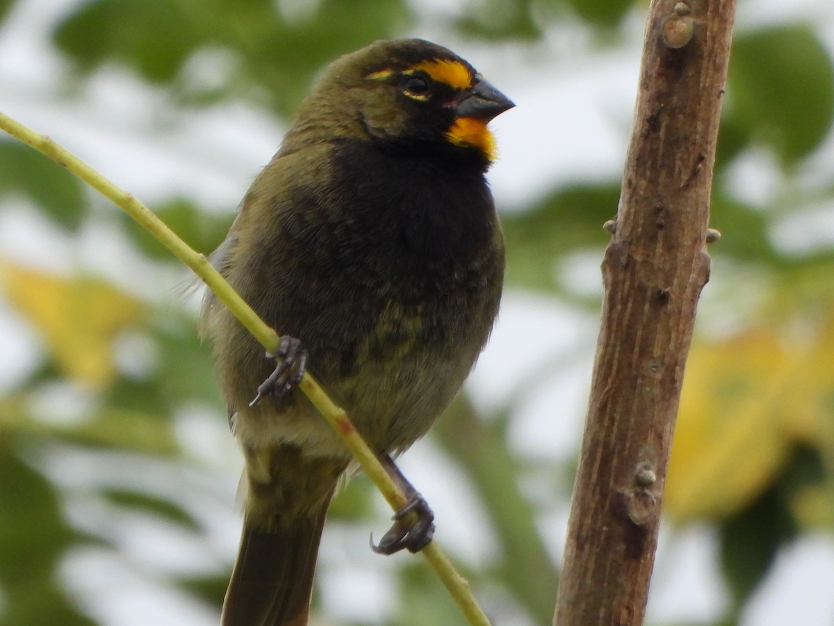 Goldbrauen-Gimpeltangare - ML645422758