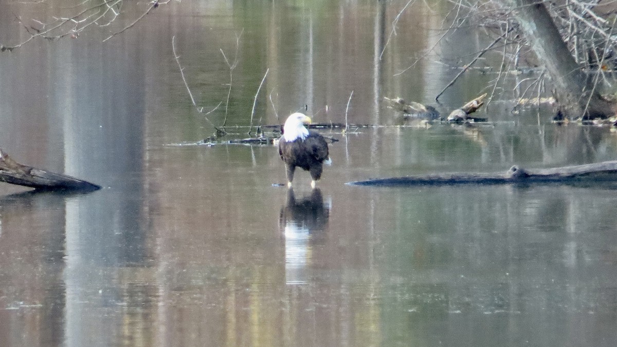 Bald Eagle - ML645422763