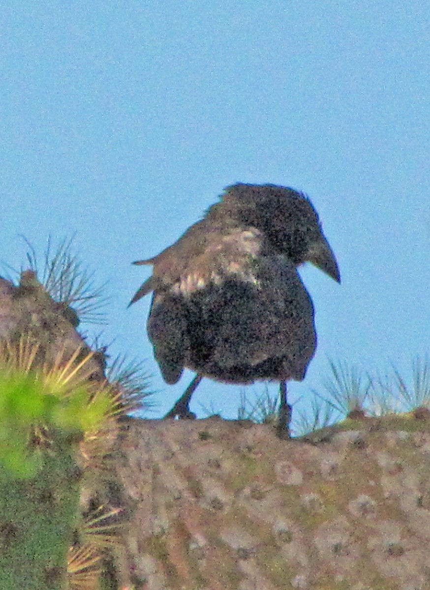 Землянчик кактусовий - ML645422769