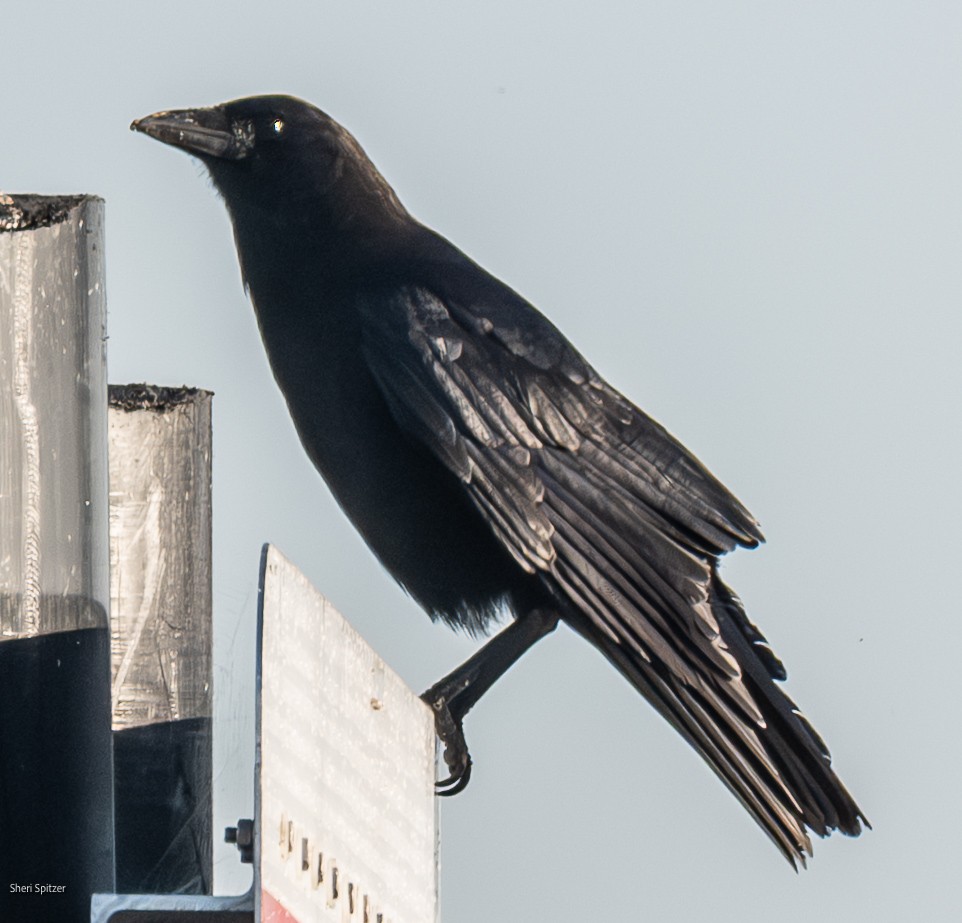 American Crow - ML645422770