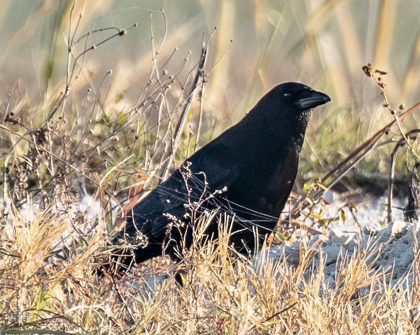 American Crow - ML645422771