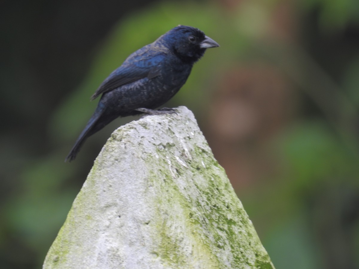 Blue-black Grassquit - ML645422775