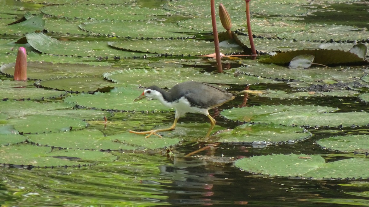 chřástal běloprsý - ML645422784