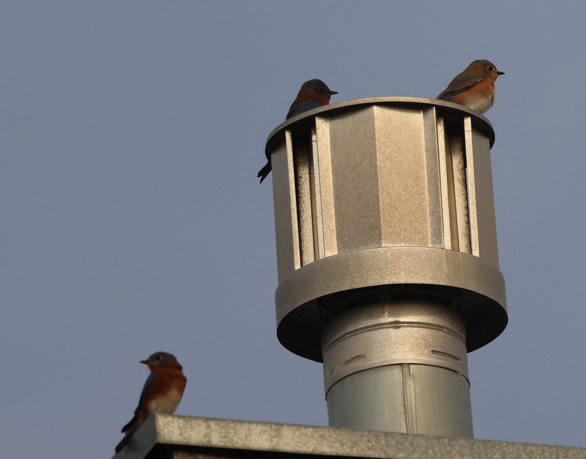 Eastern Bluebird - ML645422787