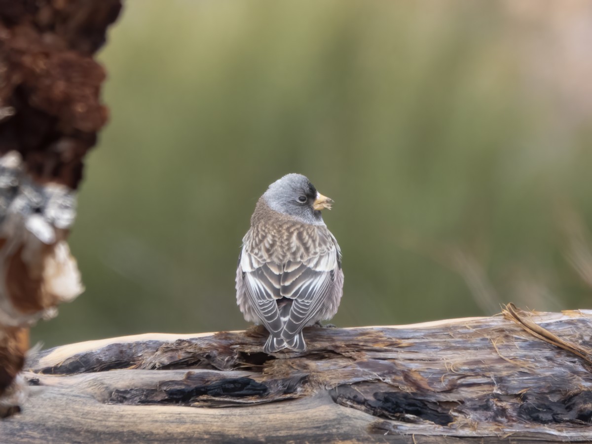 grånakkefjellfink (littoralis) - ML645422788