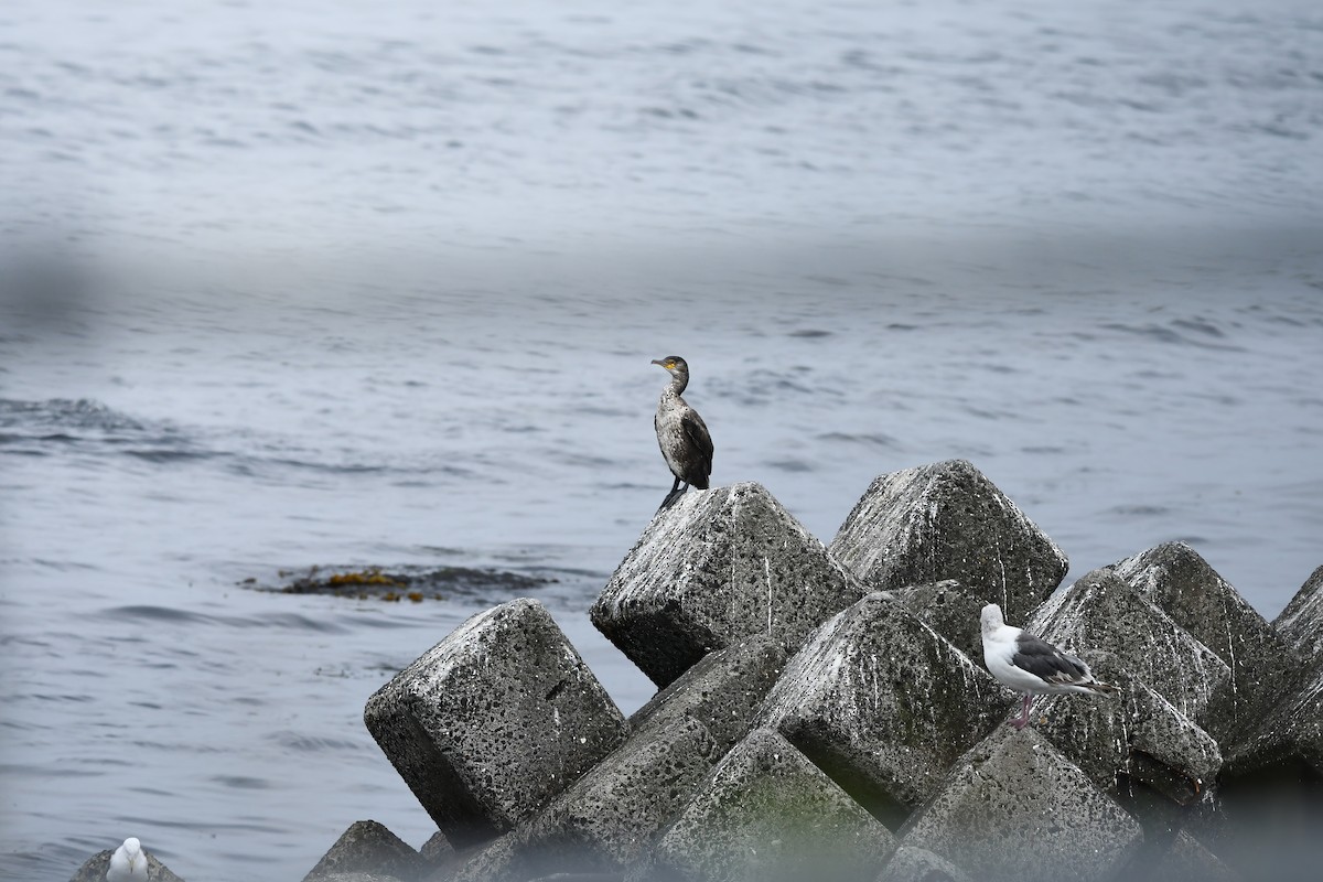 Japanese Cormorant - ML645422797