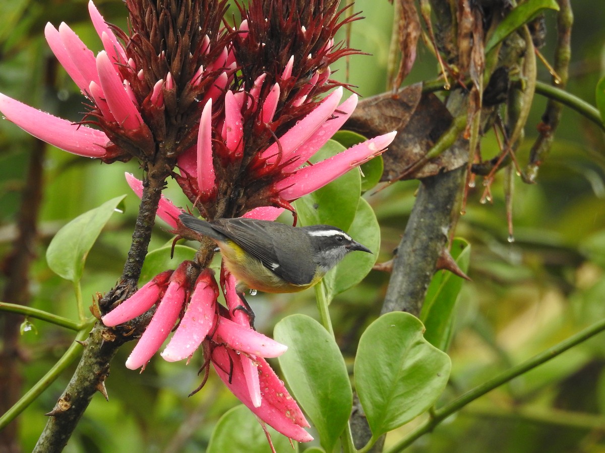 Sucrier à ventre jaune - ML645422798