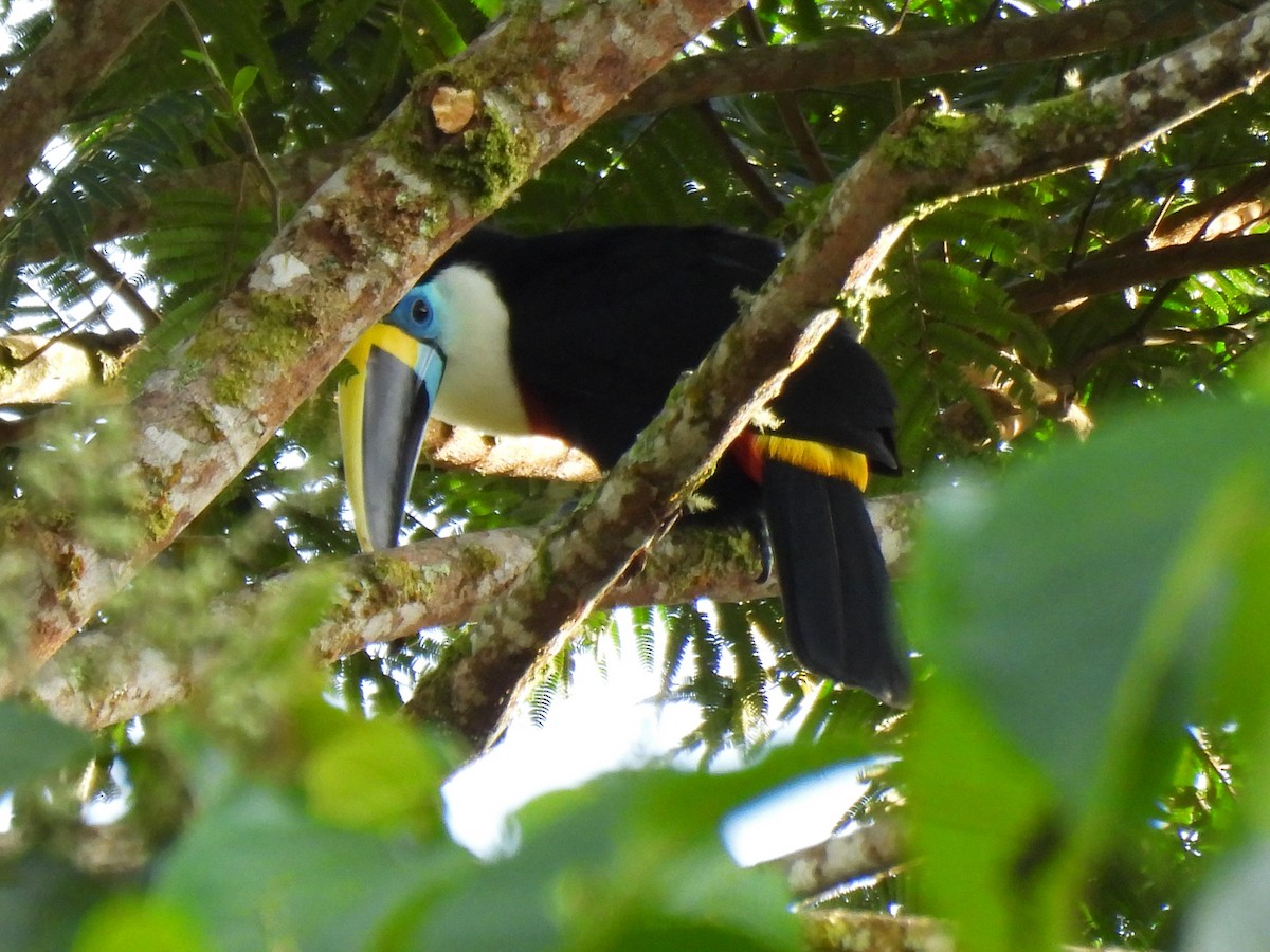 White-throated Toucan - ML645422800