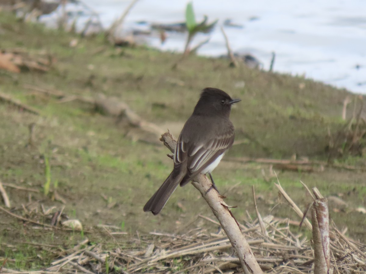 Black Phoebe - ML645422808