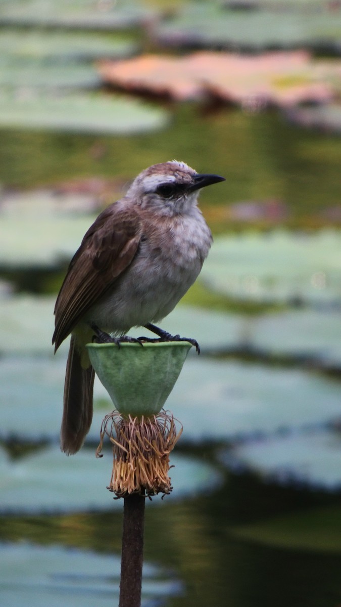 Yellow-vented Bulbul - ML645422809