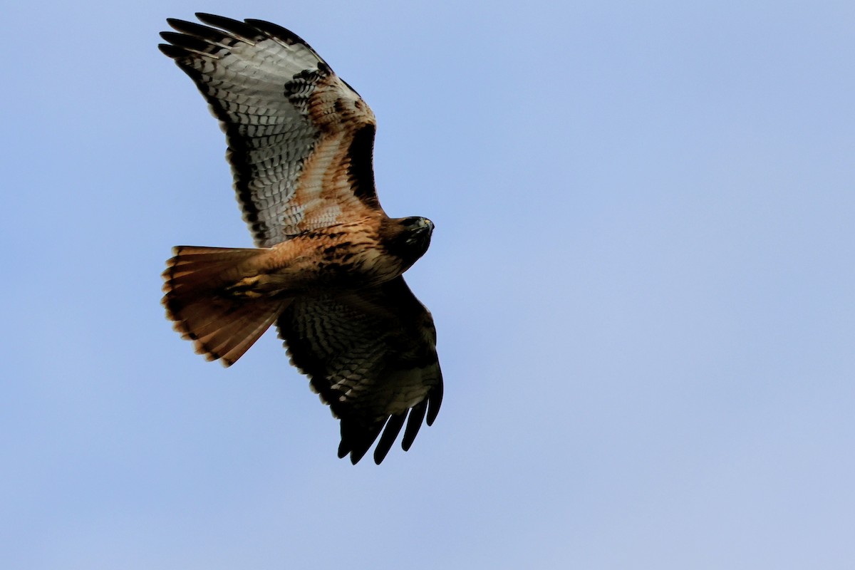 Red-tailed Hawk - ML645422810