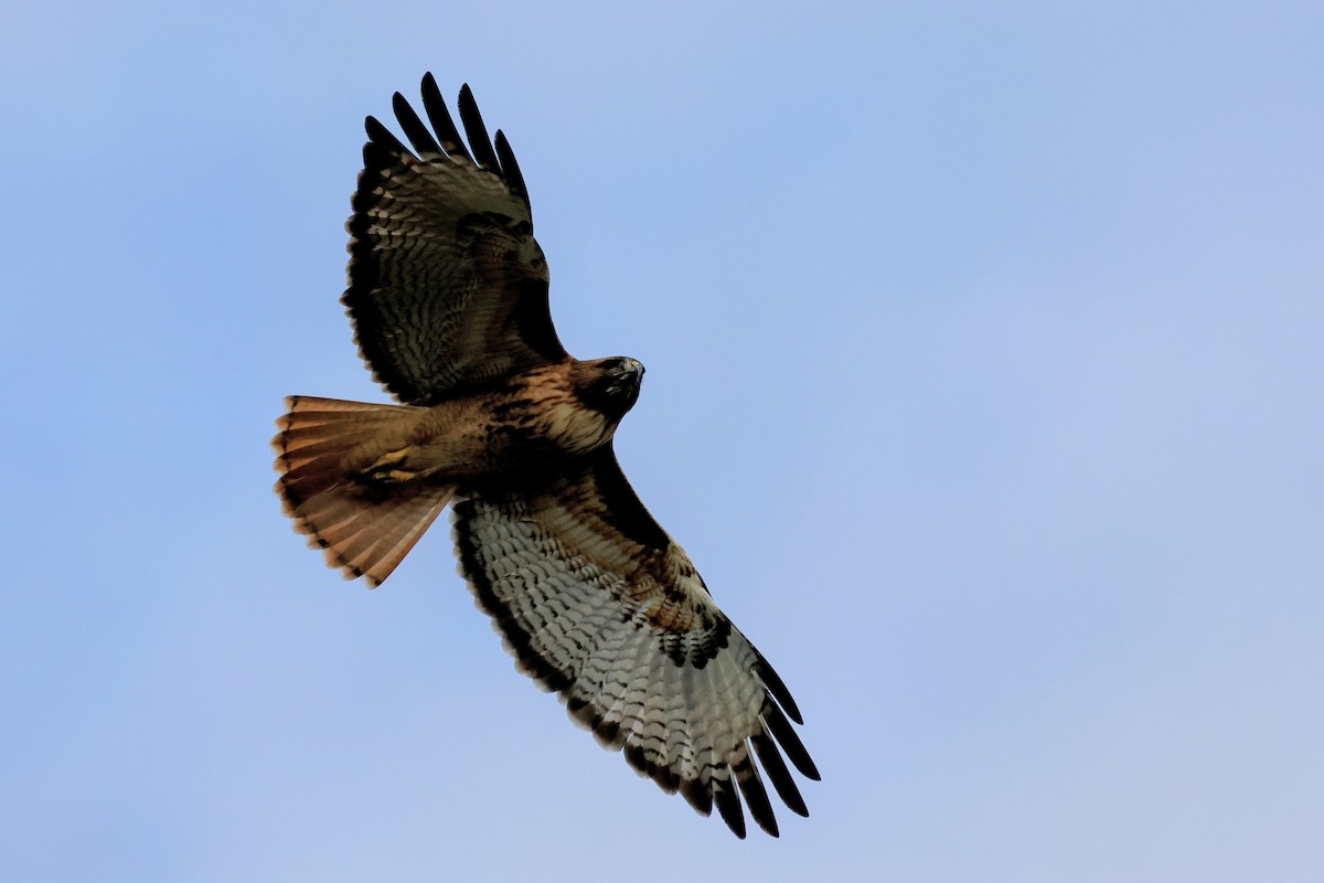 Red-tailed Hawk - ML645422811