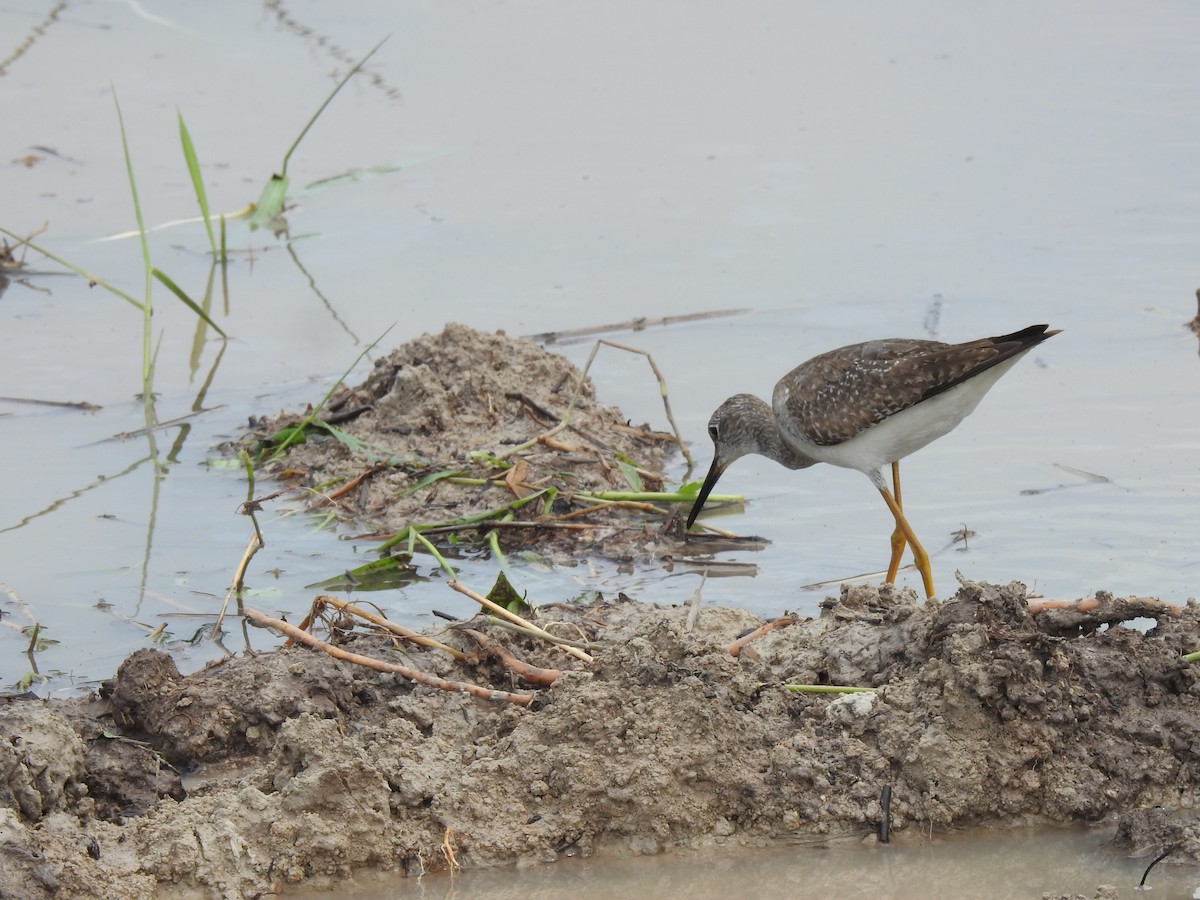 Lesser Yellowlegs - ML645422812