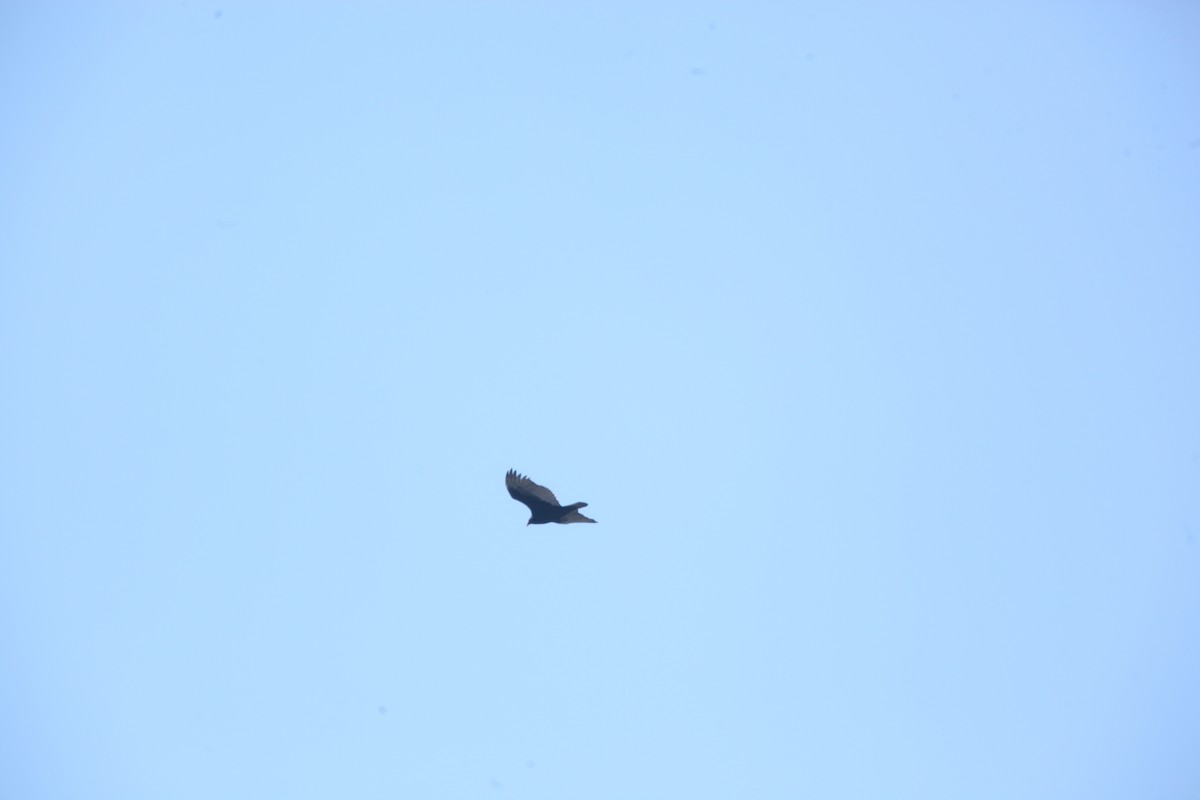 Turkey Vulture - ML645422813