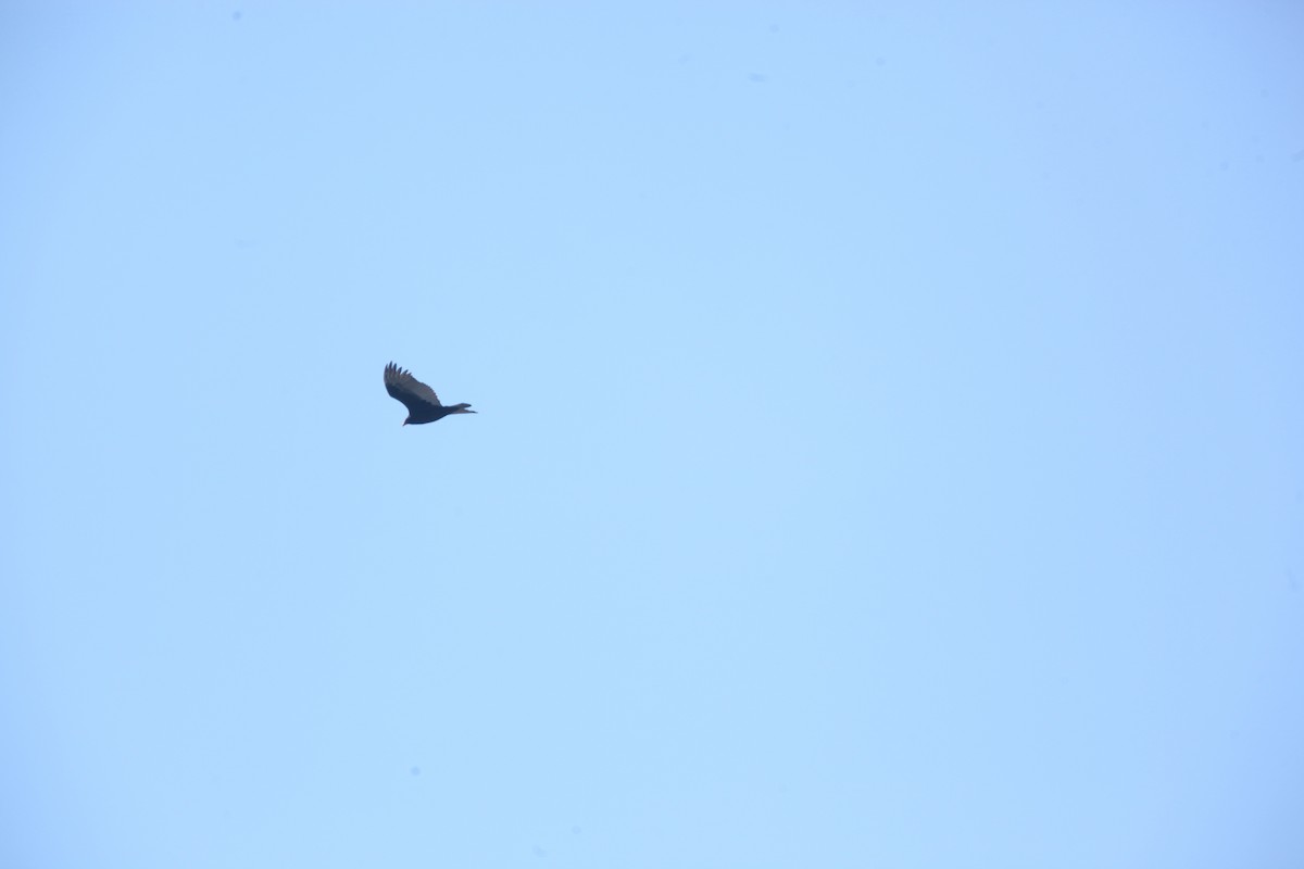 Turkey Vulture - ML645422814