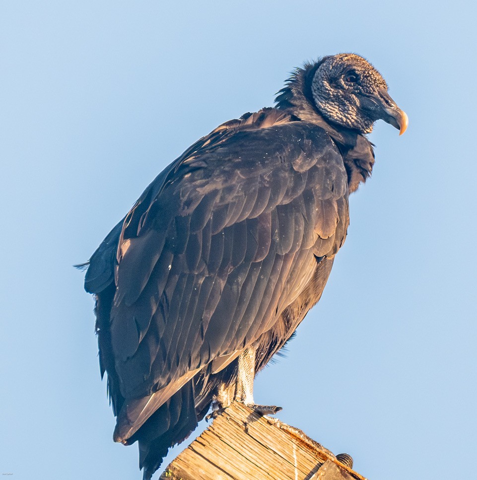 Black Vulture - ML645422815