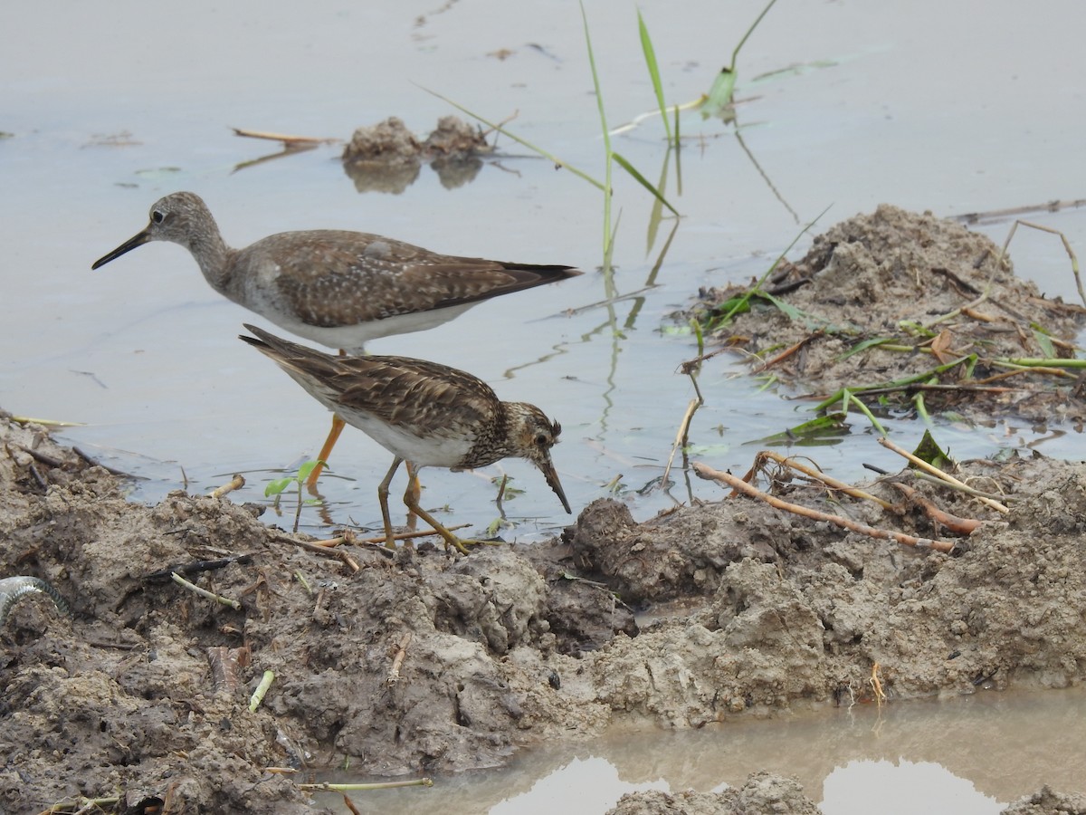 Lesser Yellowlegs - ML645422817