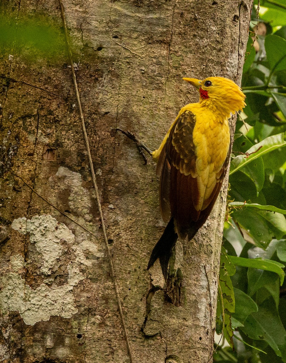 Cream-colored Woodpecker - ML645422820