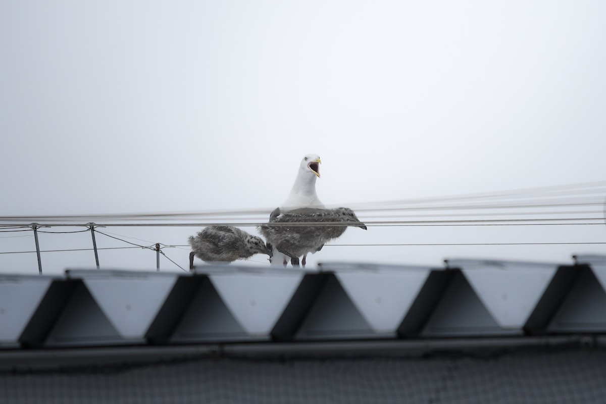 Slaty-backed Gull - ML645422822