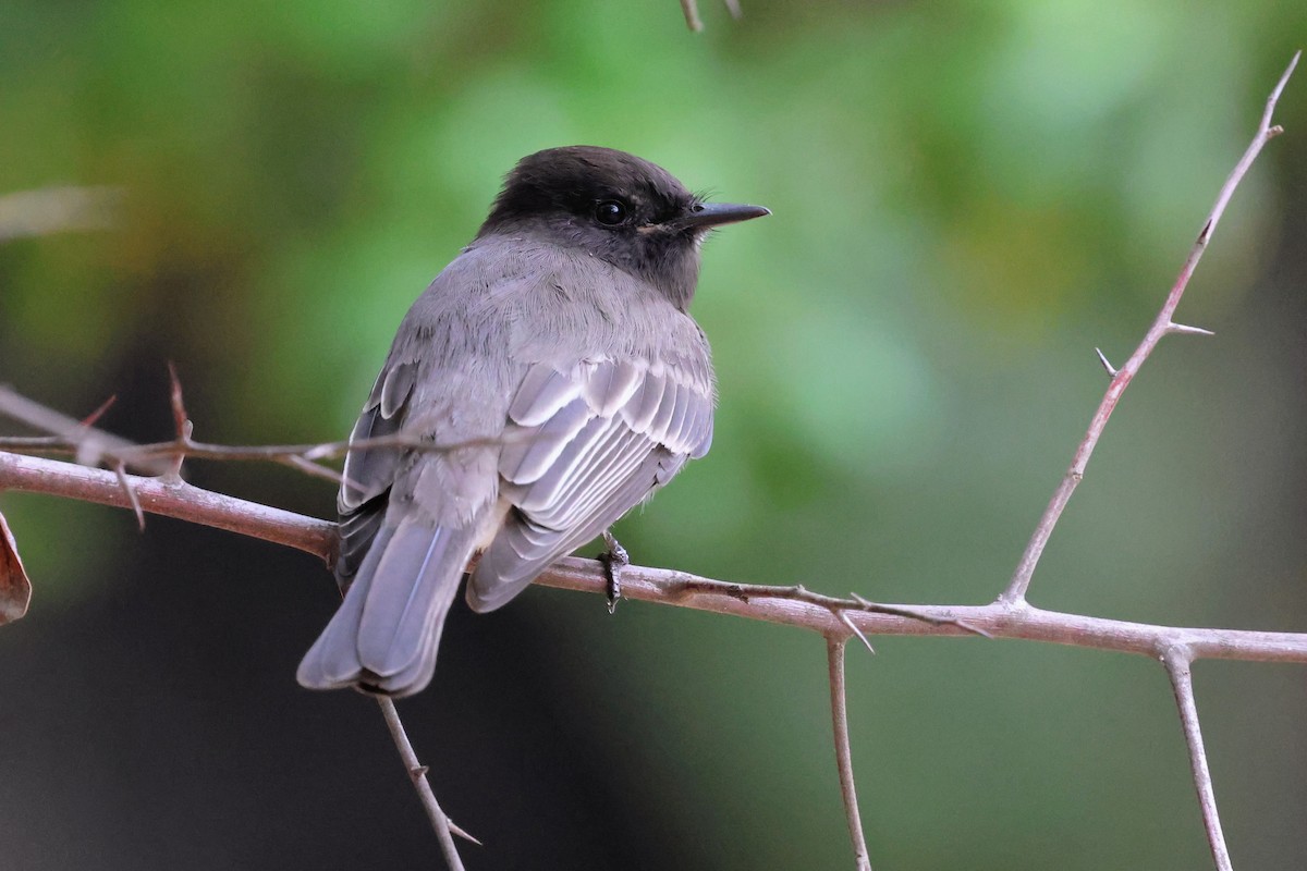 Black Phoebe - ML645422823