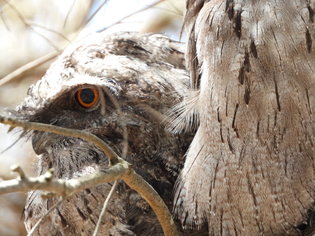 Tawny Frogmouth - ML645422831