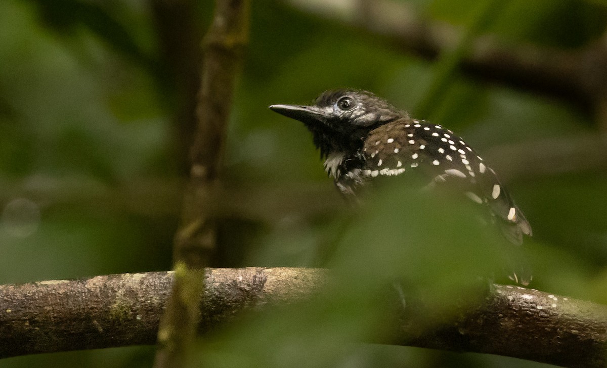 Жемчужноспинная муравьеловка - ML645422832