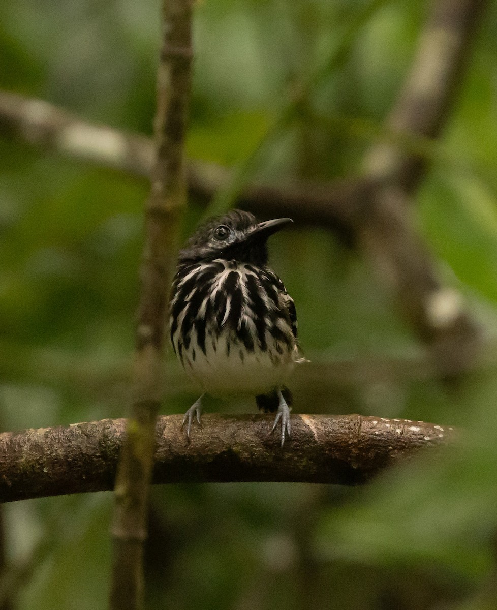 Жемчужноспинная муравьеловка - ML645422833