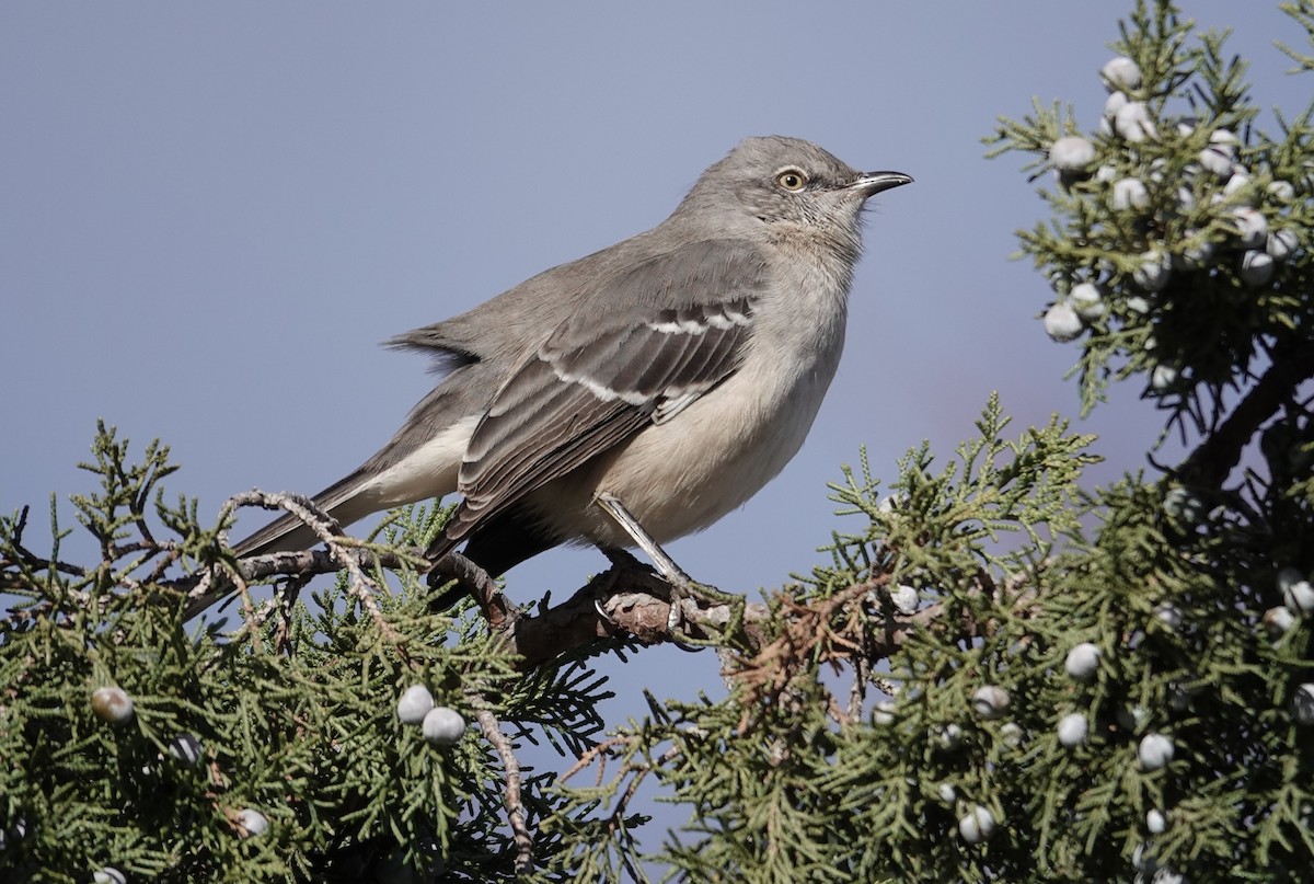 חקיינית צפונית - ML645422834