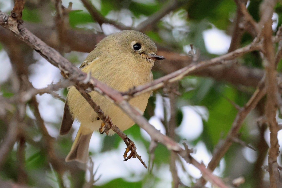 Ruby-crowned Kinglet - ML645422842