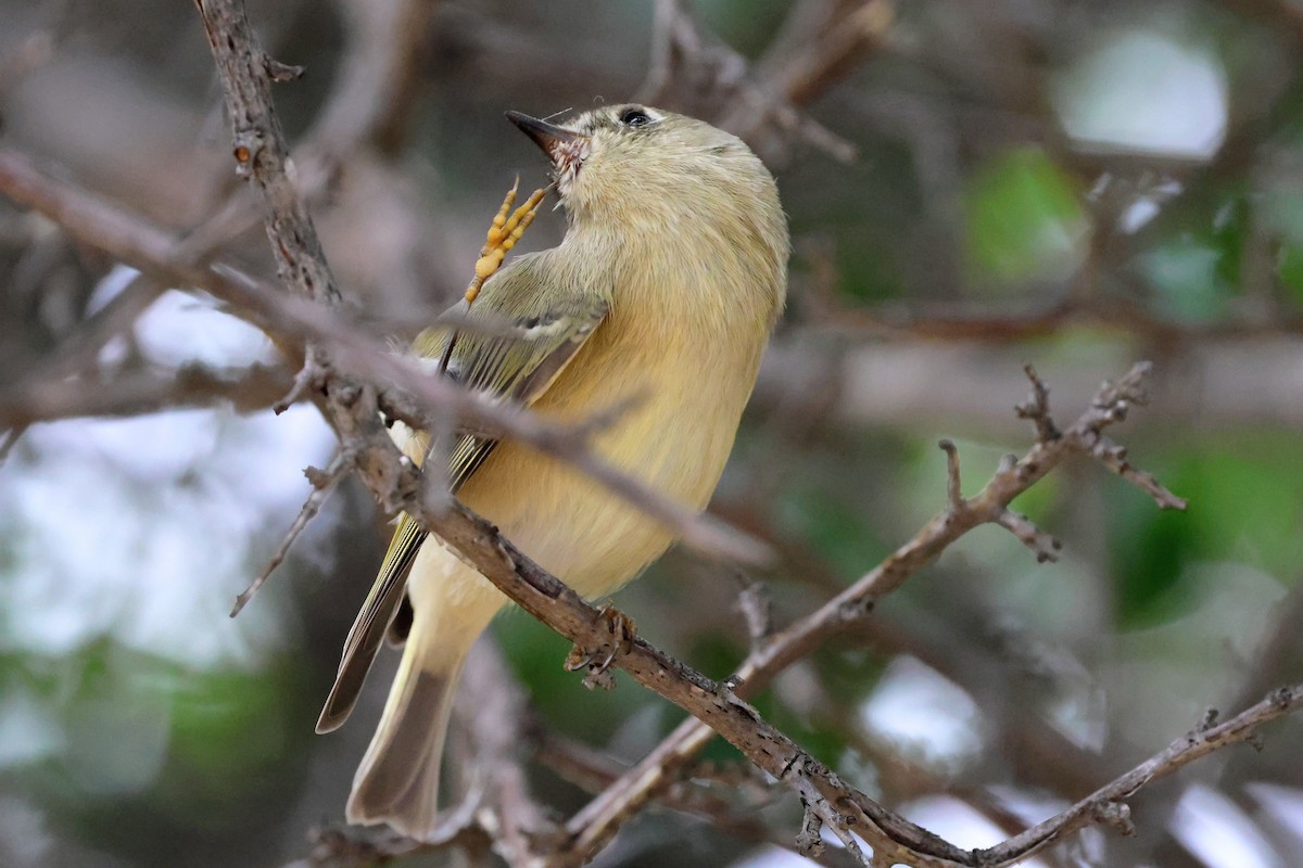 Ruby-crowned Kinglet - ML645422844