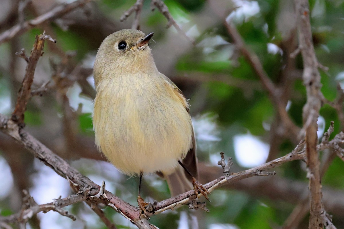 Ruby-crowned Kinglet - ML645422845