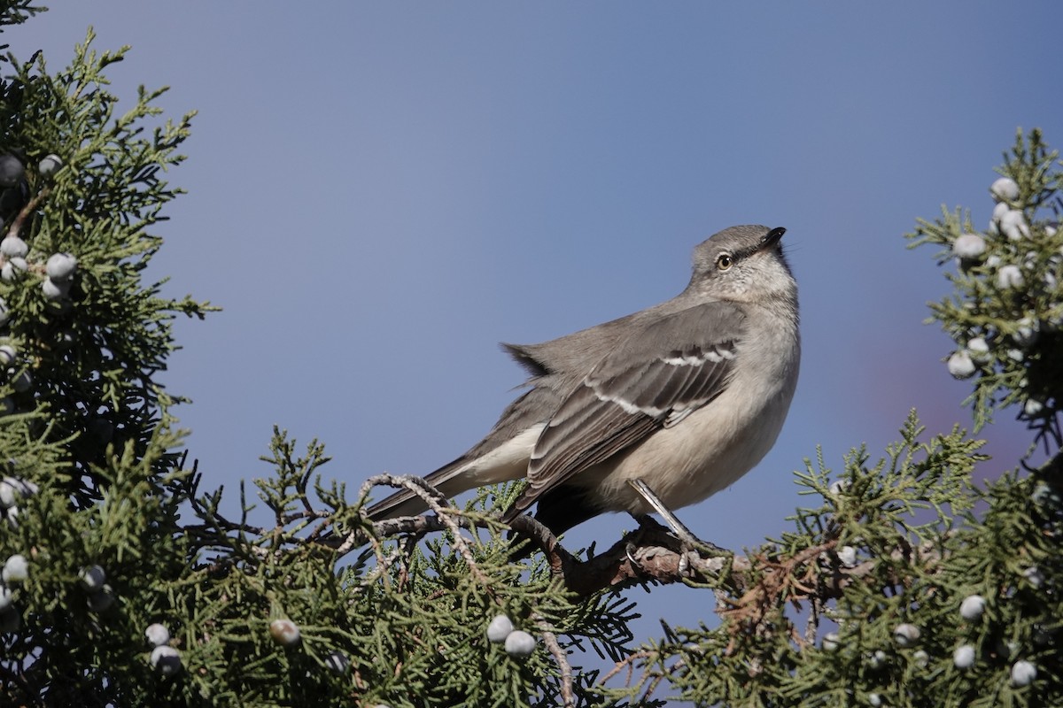 חקיינית צפונית - ML645422850