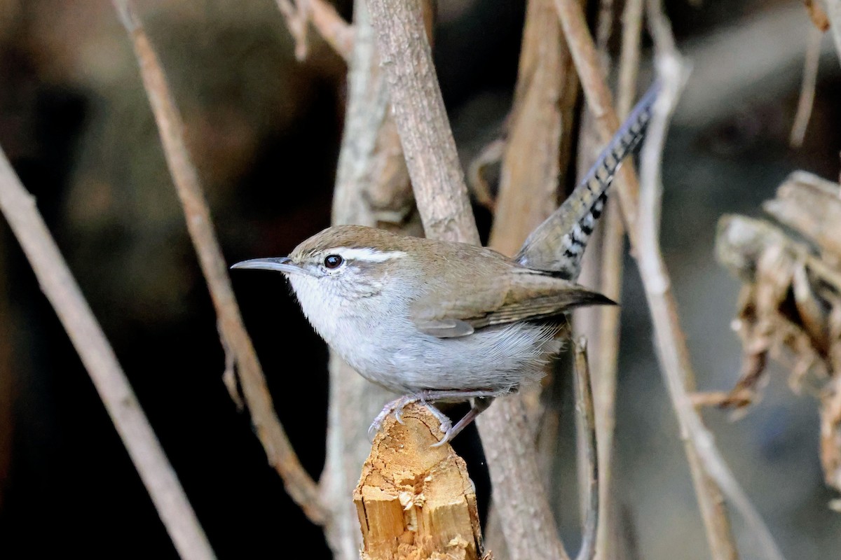 Підбуреник - ML645422853