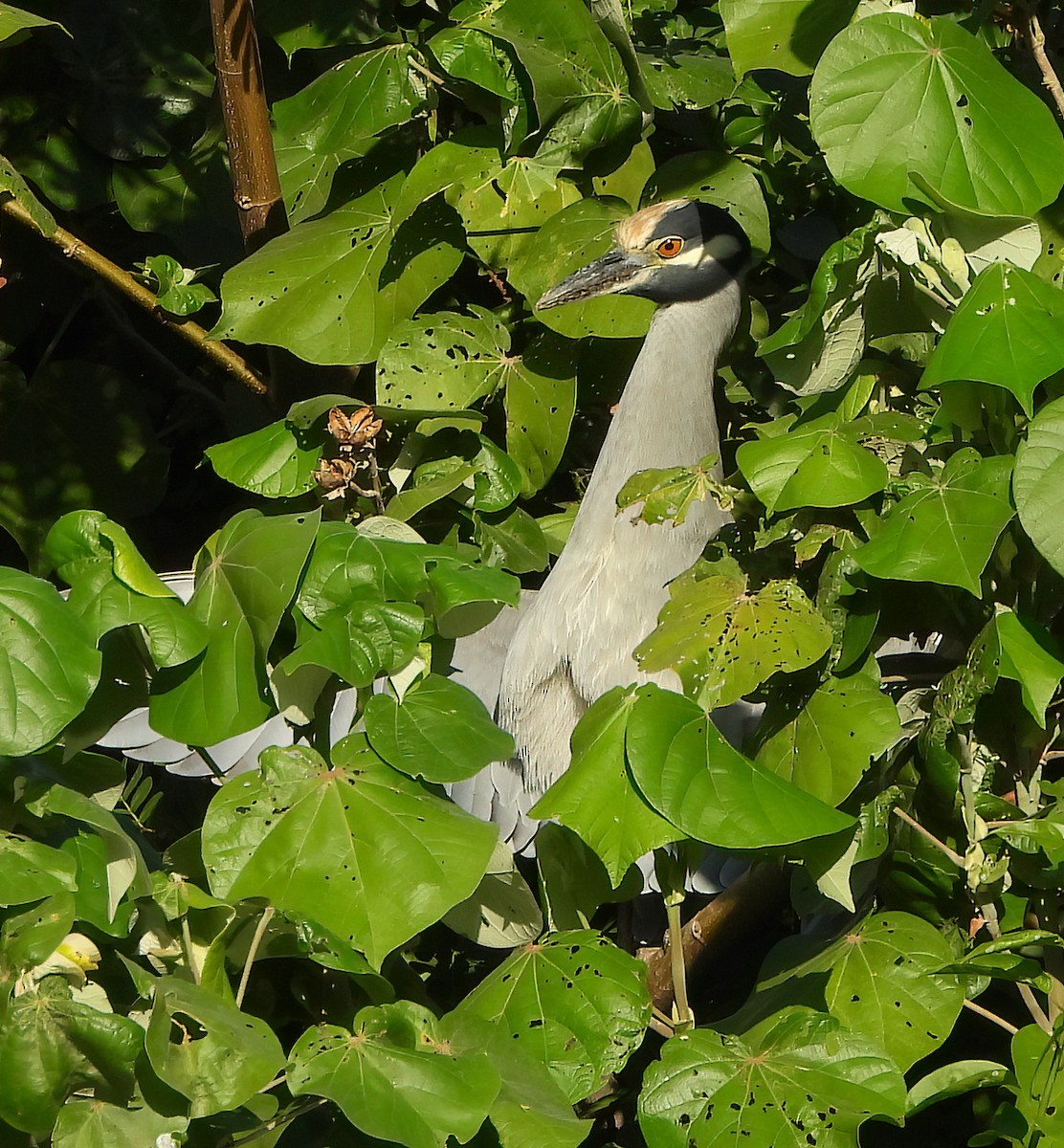 אנפת לילה צהובת-כיפה - ML645422856