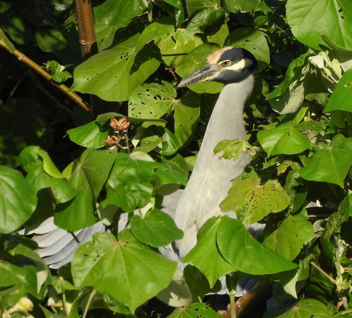 אנפת לילה צהובת-כיפה - ML645422860
