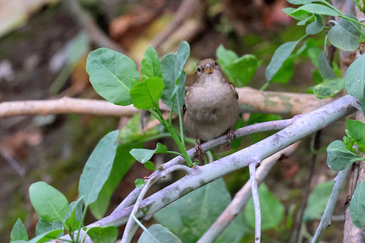 דרור הבית - ML645422862
