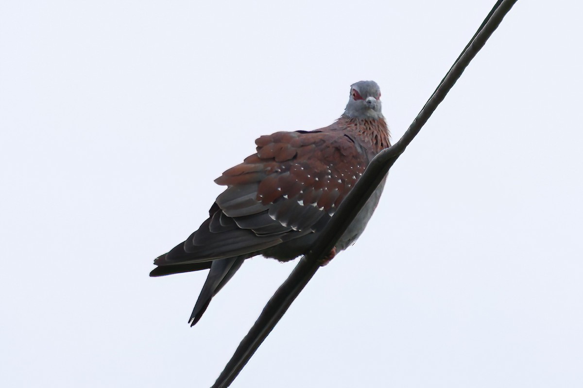 Paloma de Guinea - ML645422863