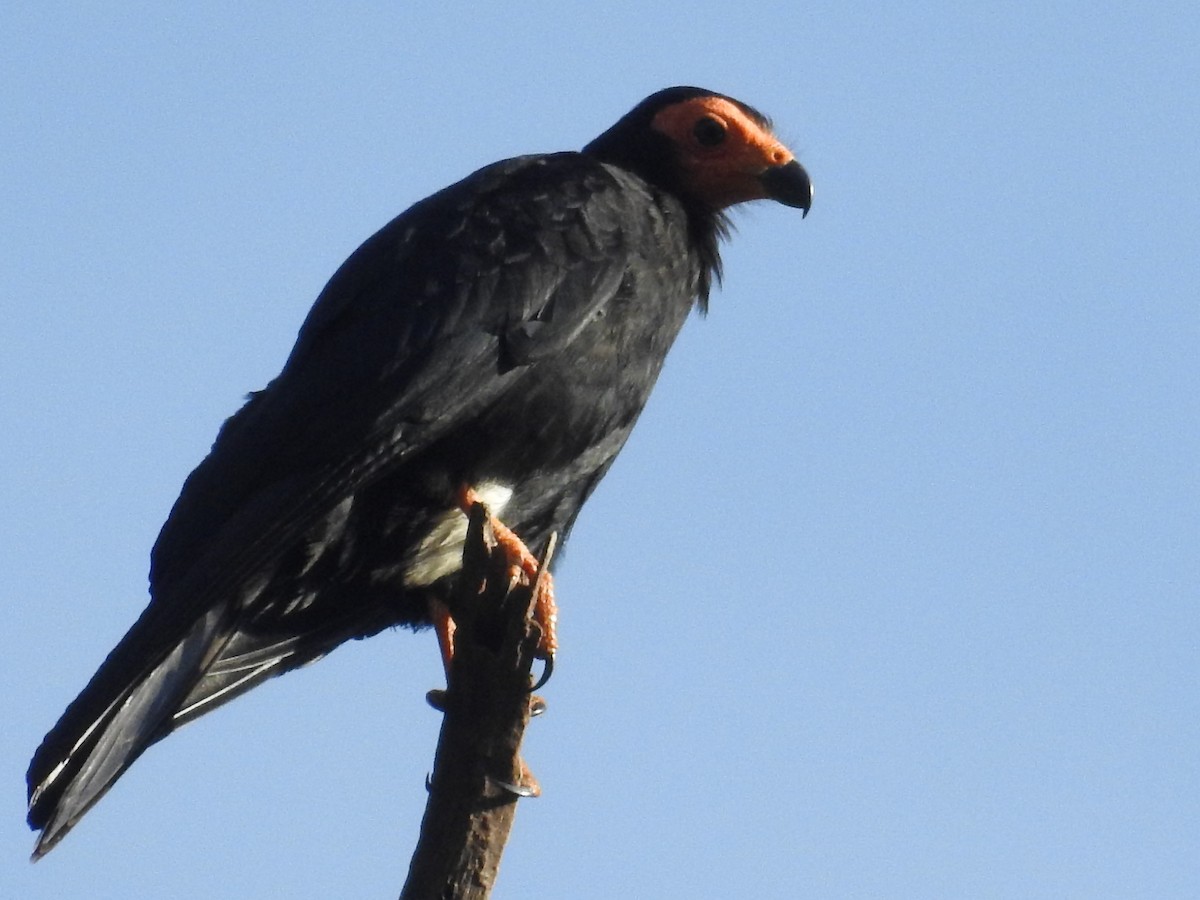 Siyah Karakara - ML645422868